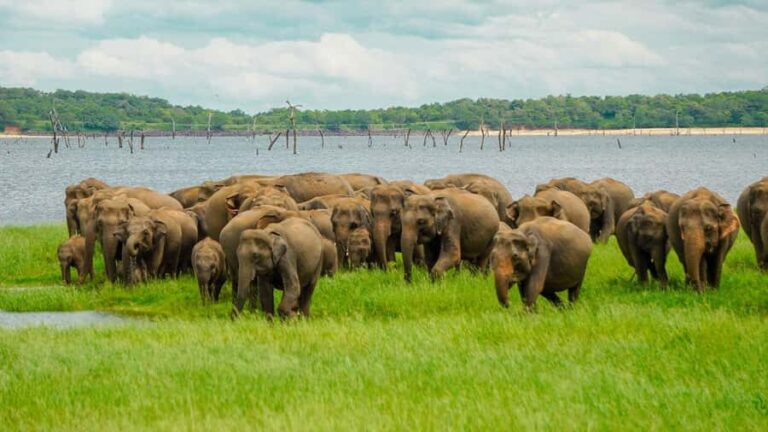 Minneriya National Park: Elephant Safari With Expert Guide - What Makes This Safari Special?