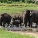 Minneriya National Park Half Day Jeep Safari - An In-Depth Look at the Minneriya National Park Safari