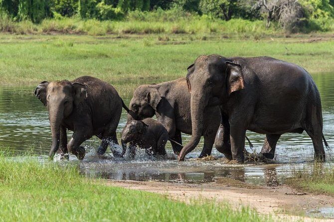 Minneriya National Park Half Day Jeep Safari - An In-Depth Look at the Minneriya National Park Safari