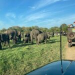 Minneriya National Park: Jeep Safari Include Entrance Fees - Exploring Minneriya National Park: What to Expect