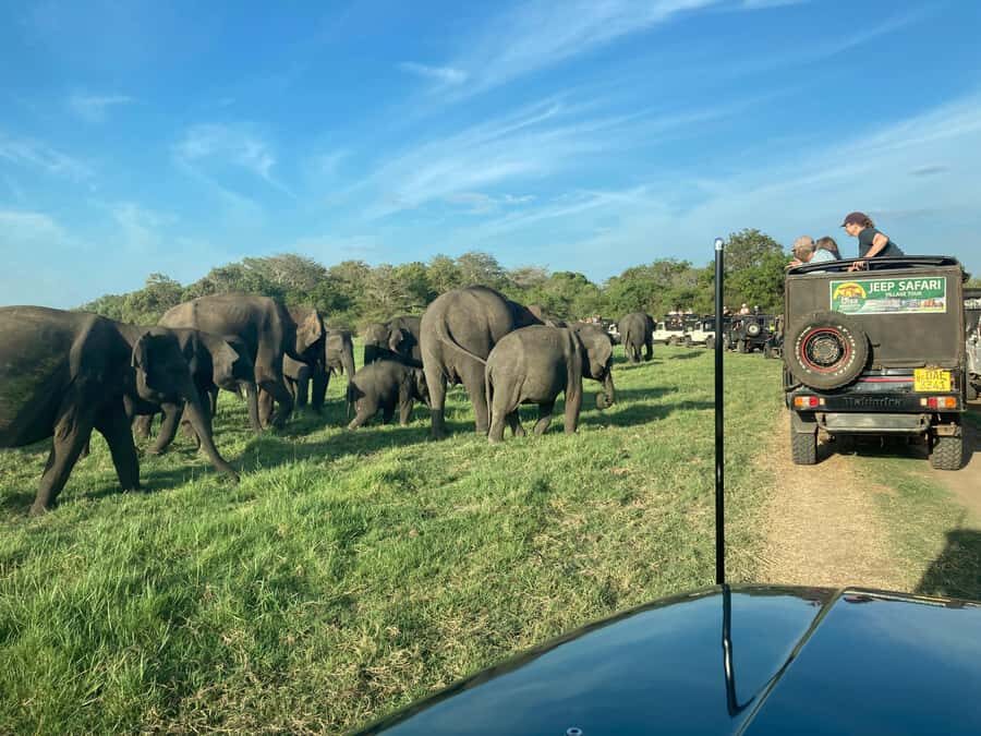 Minneriya National Park: Jeep Safari Include Entrance Fees - Exploring Minneriya National Park: What to Expect