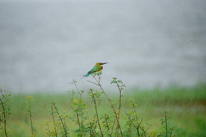 Minneriya National Park Private Jeep Safari with Elephant Viewing - The Itinerary in Detail