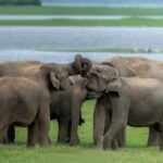 Minneriya National Park: Private Luxury Elephant Safari - Analyzing the Experience: What Makes It Special