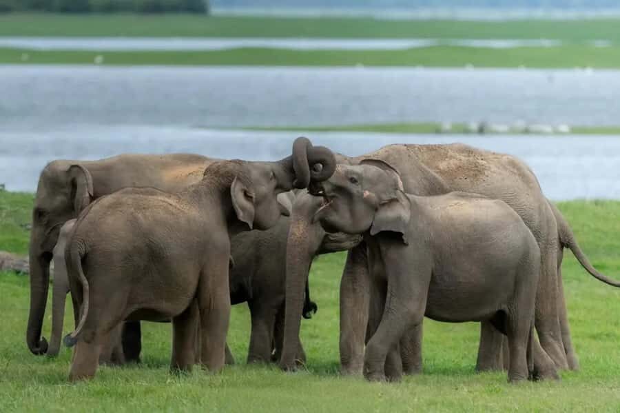 Minneriya National Park: Private Luxury Elephant Safari - Analyzing the Experience: What Makes It Special