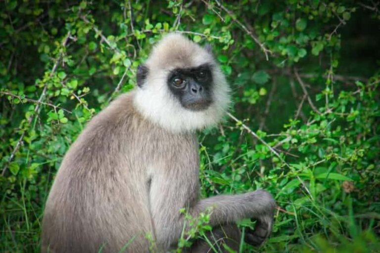 Minneriya National Park Safari: Elephants, Birds & Wildlife - The Practical Aspects: How to Make the Most of Your Safari