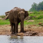 Minneriya National Park Safari from Polonnaruwa - Exploring the Itinerary in Detail