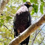 Minneriya National Park Shared 4WD Adventure - The Itinerary in Detail