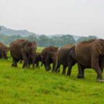 Minneriya Safari: Morning Birds or Afternoon Herds - Who Should Consider This Tour?