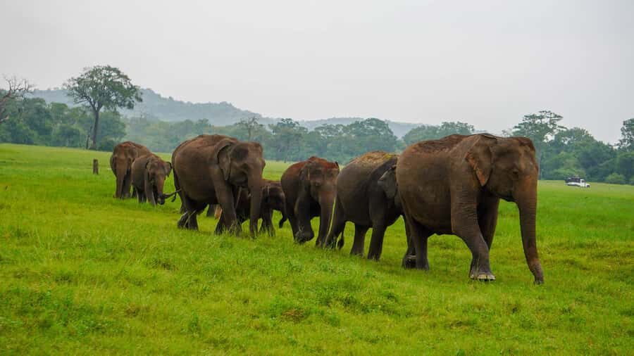 Minneriya Safari: Morning Birds or Afternoon Herds - Who Should Consider This Tour?