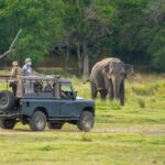 Minneriya: Twilight Safari Experience in the Land of Giants - Practical Tips for Your Safari