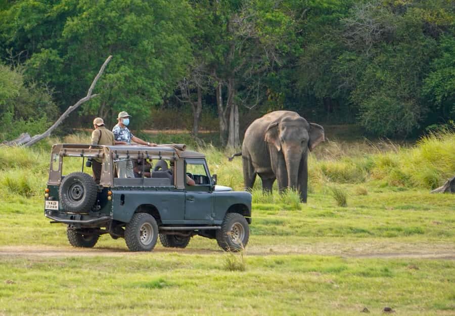 Minneriya: Twilight Safari Experience in the Land of Giants - Practical Tips for Your Safari