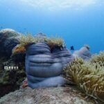 Miri Coral Reef Day Dive - FAQ