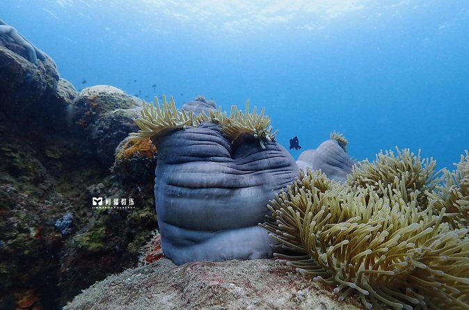 Miri Coral Reef Day Dive - FAQ