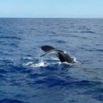 Mirissa: 2-Night Cruise along Sri Lanka's South Coast - What Makes This Cruise Special