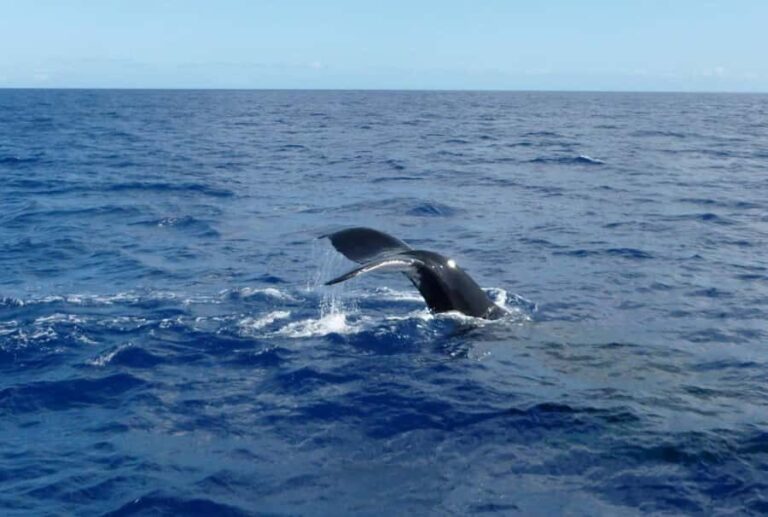 Mirissa: 2-Night Cruise along Sri Lanka's South Coast - What Makes This Cruise Special