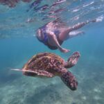Mirissa: Coral Coast Divers Snorkeling Tour with Turtles - The Itinerary Breakdown