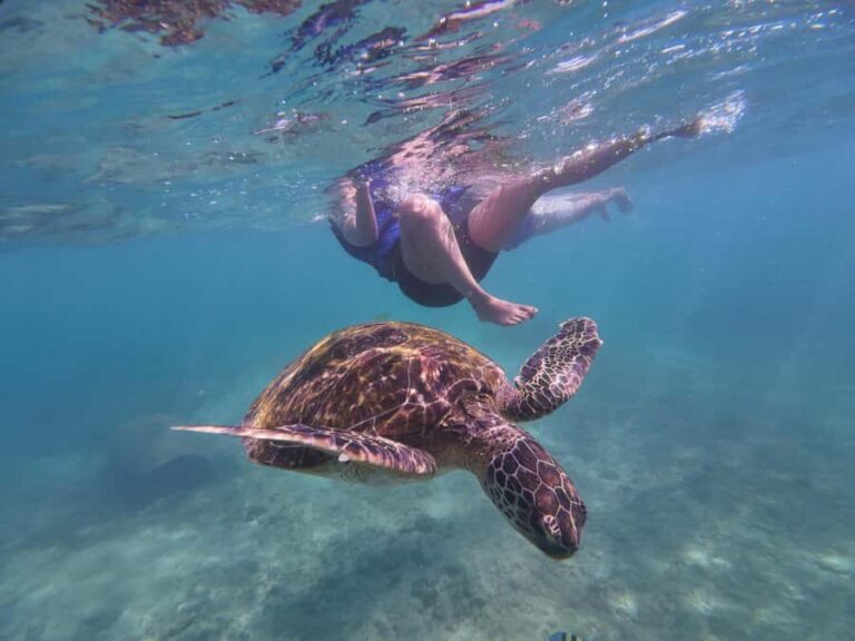 Mirissa: Coral Coast Divers Snorkeling Tour with Turtles - The Itinerary Breakdown