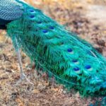 Mirissa , Galle , Bentota to Udawalawe National Park Day Tour - Transport and Pricing: What It Means for You