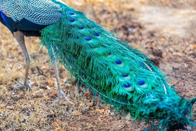 Mirissa , Galle , Bentota to Udawalawe National Park Day Tour - Transport and Pricing: What It Means for You