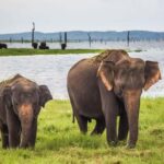 Mirissa/Galle: Private Udawalawe Safari & Transfer to Yala - Authentic Experiences and Reviewer Insights