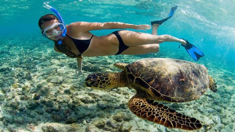 Mirissa: Guided Turtle Snorkeling Experience with Coral Reef - What to Expect: An In-Depth Look