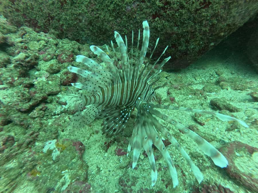 Mirissa: Scuba Diving Experience & Refreshments for Beginner - Why This Tour Stands Out