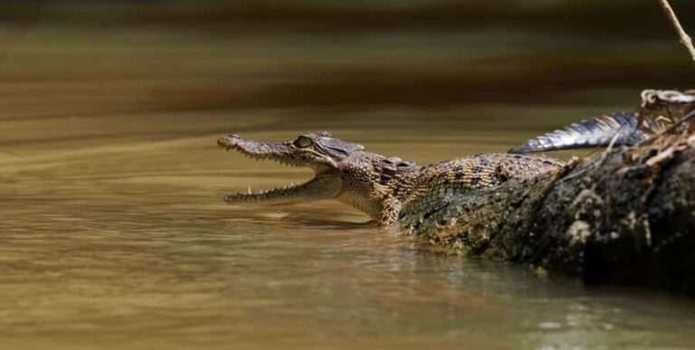 Mirissa/Weligama/Matara: Crocodile Watching & River Safari - Who Would Love This Experience?
