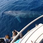 Mirissa: Whale & Dolphin Watching Cruise with Geeths Crew - Pricing and Value