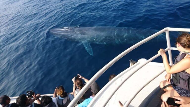 Mirissa: Whale & Dolphin Watching Cruise with Geeths Crew - Pricing and Value