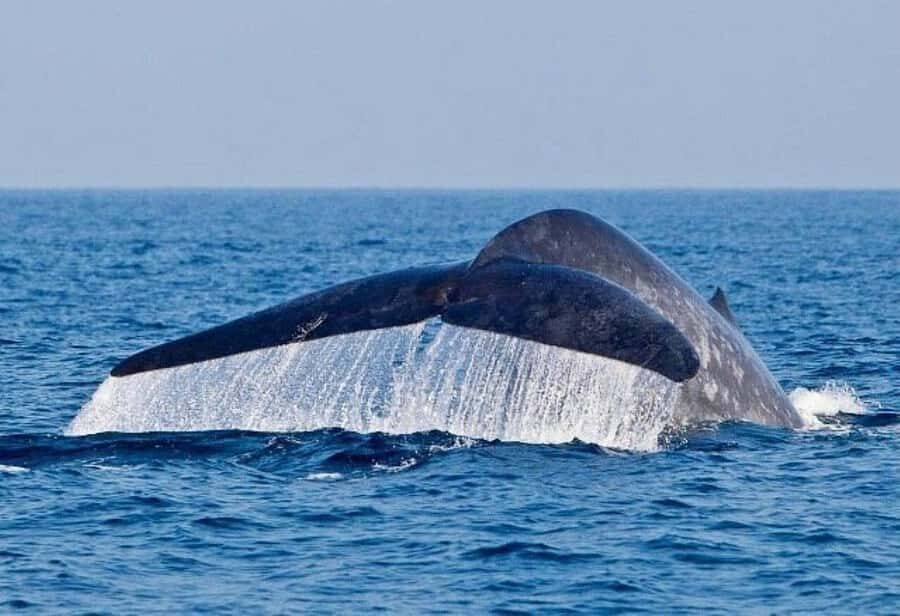 Mirissa: Whale watching day trip from Colombo and Ahungalla - The Whale and Dolphin Watching Experience