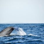 Mirissa Whale Watching Private Day Trip from Colombo or Negombo - Why We Think This Tour Works Well