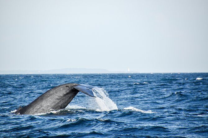 Mirissa Whale Watching Private Day Trip from Colombo or Negombo - Why We Think This Tour Works Well