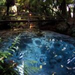 Mitai Maori Village,Waiotapu Thermal Wonderland& Redwood Treewalk - Authenticity and Traveler Feedback