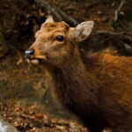 Miyajima Private History Tour (Half Day) - What’s Included and What’s Not