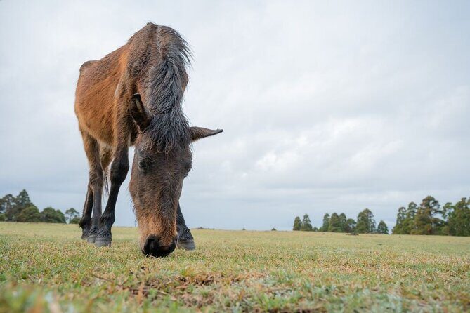 Miyazaki Private Tour by Car - Who Would Enjoy This Tour?