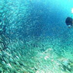 Moalboal Snorkeling, Kawasan Canyoneering with Zipline and Lunch - A Closer Look at the Itinerary and What to Expect