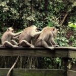 Monkey Forest and Tanah Lot Tour - An In-Depth Look at the Tour Itinerary