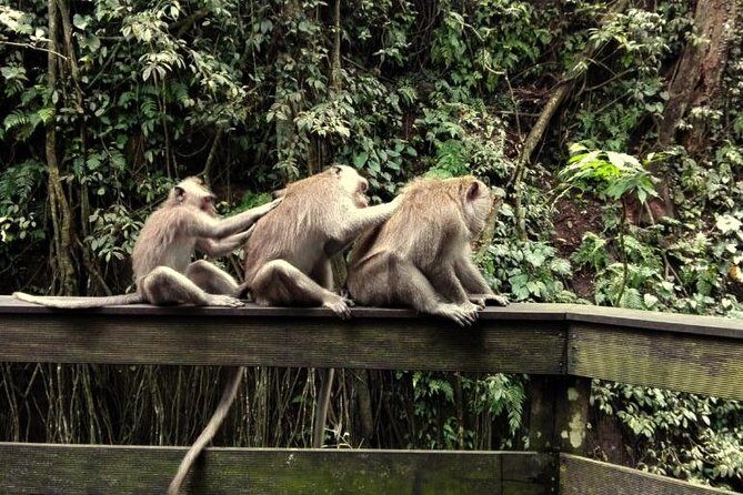 Monkey Forest and Tanah Lot Tour - An In-Depth Look at the Tour Itinerary
