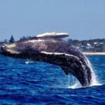 Mooloolaba: 2-Hour Whale Watching Adventure - Who Will Love This Tour?