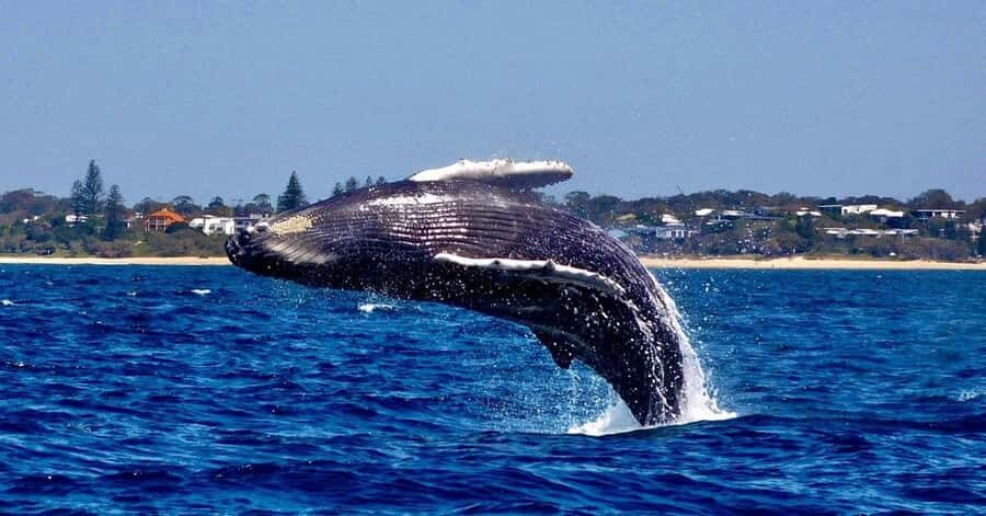 Mooloolaba: 2-Hour Whale Watching Adventure - Who Will Love This Tour?