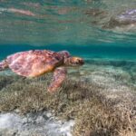 Mooloolaba: Turtle Snorkel & Swim at Mudjimba Island - Practical Details and What to Bring