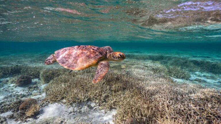 Mooloolaba: Turtle Snorkel & Swim at Mudjimba Island - Practical Details and What to Bring