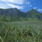 Moorea Highlights Private Tour: Natural and Cultural Attraction - Deep Dive into the Experience