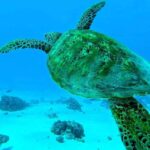 Moorea: Lagoon and Reef Snorkeling Tour with Drinks - Exploring the Itinerary: What Makes Each Stop Special