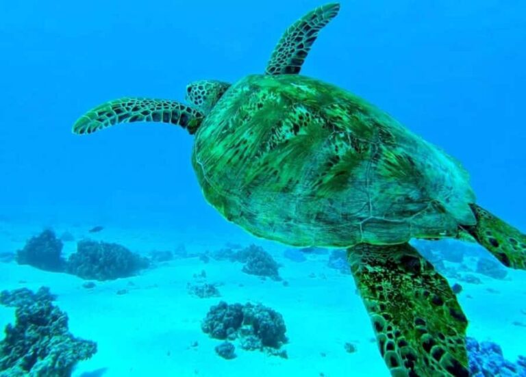 Moorea: Lagoon and Reef Snorkeling Tour with Drinks - Exploring the Itinerary: What Makes Each Stop Special