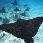 Moorea: Small Group Snorkeling Tour with local guide - Who Will Love This Tour?