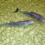 Moreton Island: Tangalooma ATV Quad Bike and Helicopter Tour - An Overview of the Tour Experience