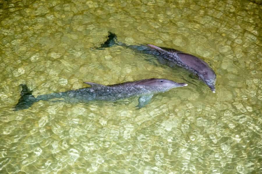 Moreton Island: Tangalooma ATV Quad Bike and Helicopter Tour - An Overview of the Tour Experience