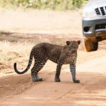 Morning 07 Hour Shared Safari at Yala National Park by Yala La Safari Tours - Who Will Love This Safari?