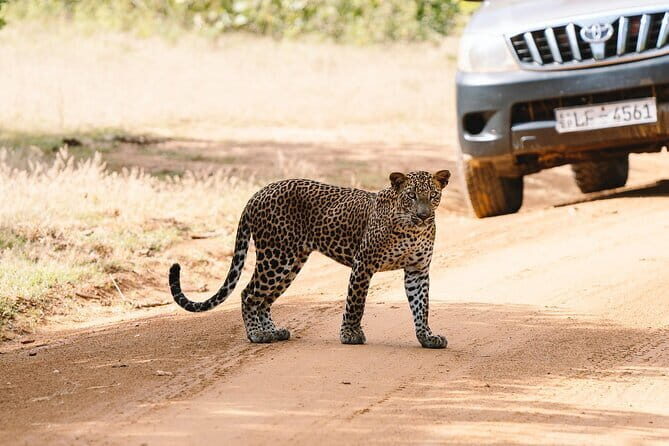 Morning 07 Hour Shared Safari at Yala National Park by Yala La Safari Tours - Who Will Love This Safari?